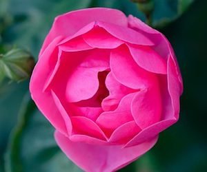 Belleza del matrimonio