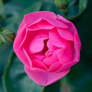 Belleza del matrimonio