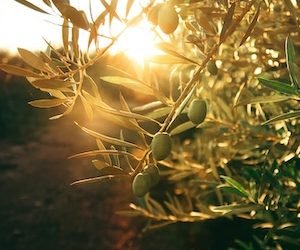 Tus hijos como brotes de olivo (2ª parte)