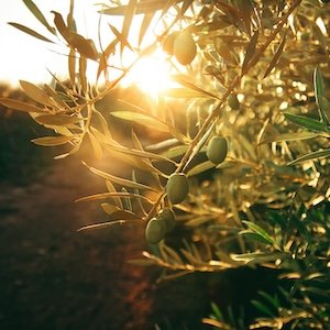 Tus hijos como brotes de olivo (2ª parte)