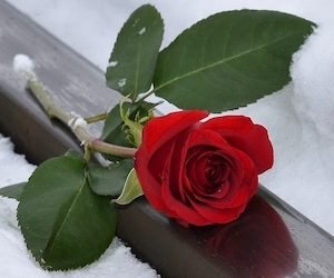 Sagrado permiso para estar en agonía 