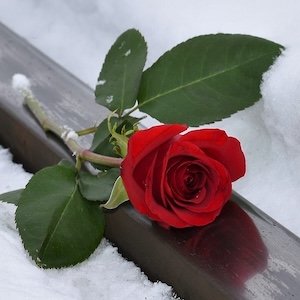 Sagrado permiso para estar en agonía 