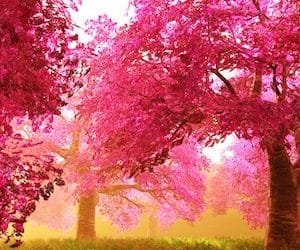 El mundo será salvado por la belleza