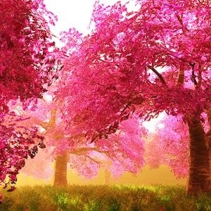 El mundo será salvado por la belleza