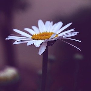 La frustrante batalla por la humildad