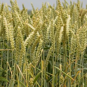 Logro frente a fecundidad