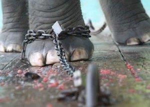 El elefante encadenado