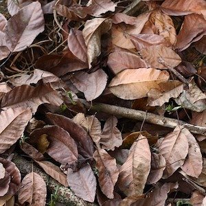 ¿Qué hay en un nombre?