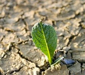 Resurrección: Sobreviviendo a Nuestras Crucifixiones