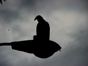 La Santa Sede pide acabar con los “fondos buitre”