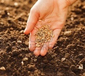 Domingo de Pasión. Novedad de vida (V domingo de Cuaresma)