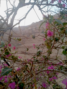 II Lunes de Adviento: (Is 35, 1-10; Sal 84; Lc 5, 17-26)