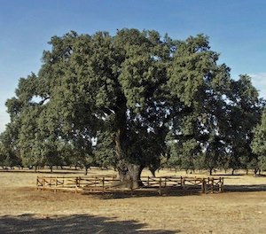 17 DE DICIEMBRE: Gn 49, 1-2. 8-10; Sal 71; Mt 1, 1-17)