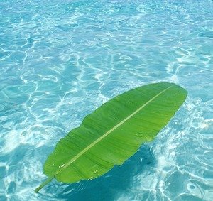 Inocencia, complejidad y santidad