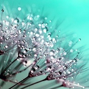 Mordidos por la serpiente