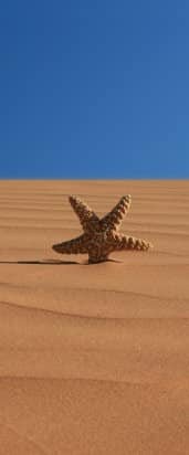 Ayúdanos a cruzar el desierto