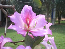 UN ENFERMO INVITA A REZAR