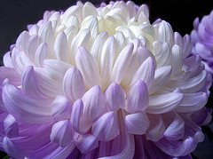 CASTIDAD-SOLTERÍA-CELIBATO-VIRGINIDAD