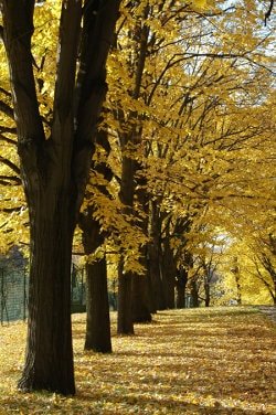 Con las raíces al aire